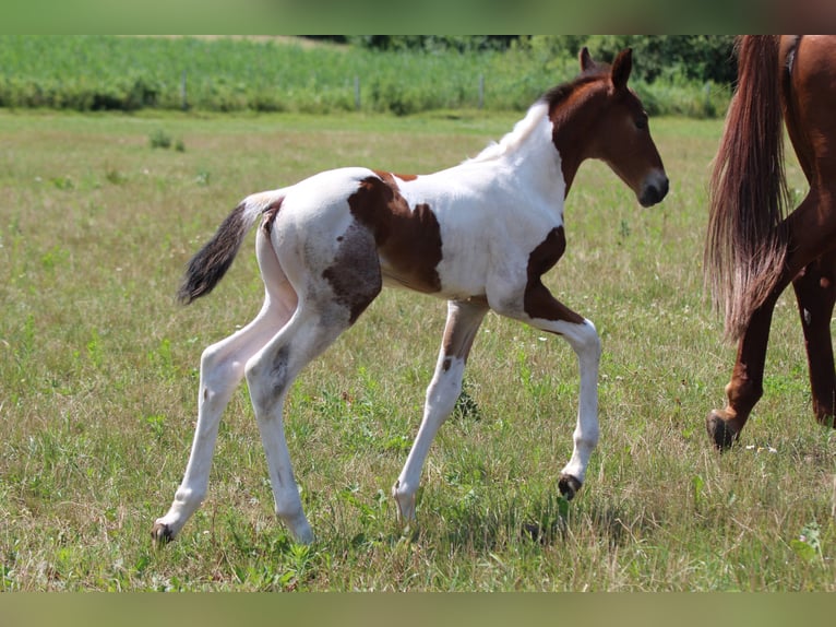 Zangersheider Mix Stallion Foal (06/2026) Tobiano-all-colors in Świetakowo