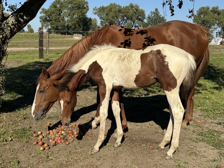 Zangersheider Mix Stallion Foal (06/2026) Tobiano-all-colors in Świetakowo