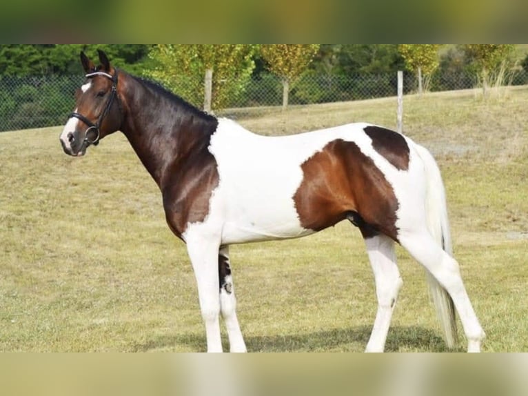 Zangersheider Stallion Pinto in Asten