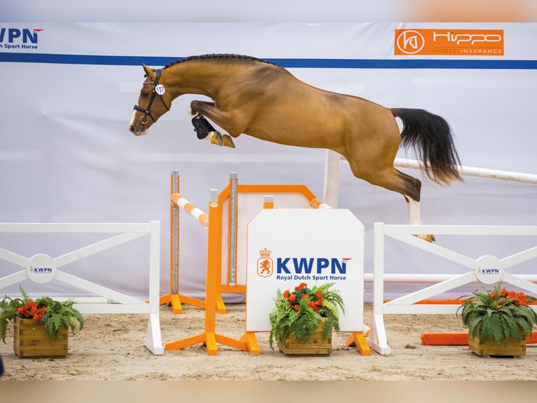 Zangersheider Stallion in Lemwerder