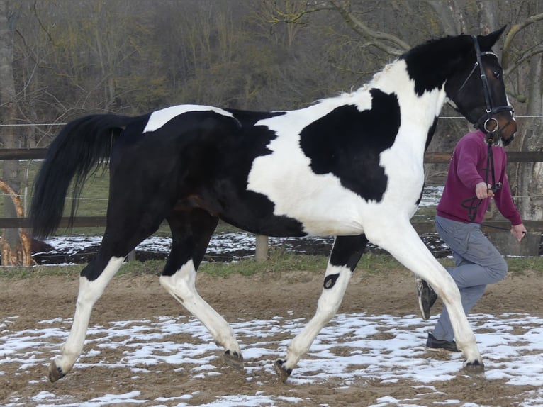 Zangersheider Stallion Tobiano-all-colors in Schaafheim