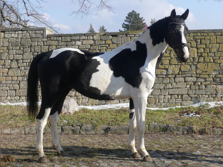 Zangersheider Stallion Tobiano-all-colors in Mücheln (Geiseltal)