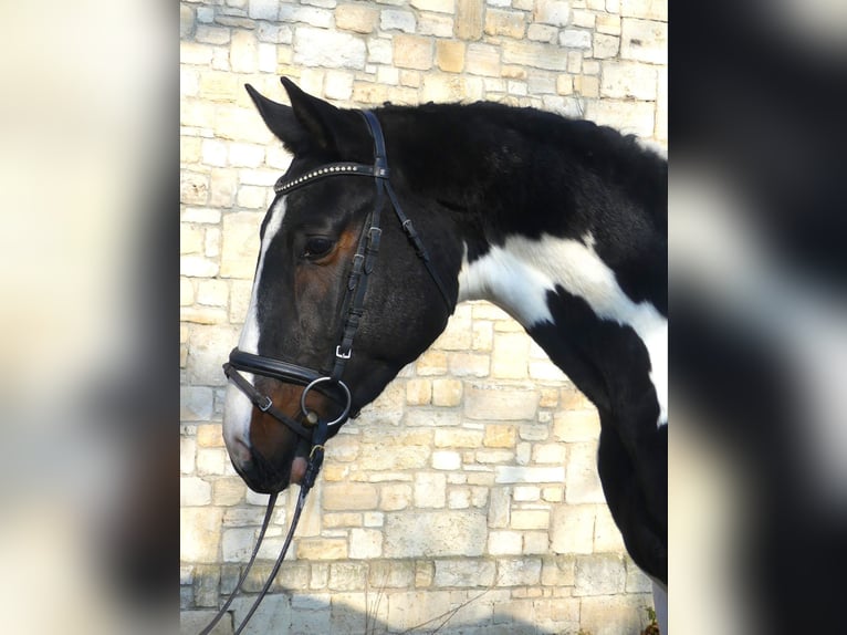 Zangersheider Stallion Tobiano-all-colors in Mücheln (Geiseltal)