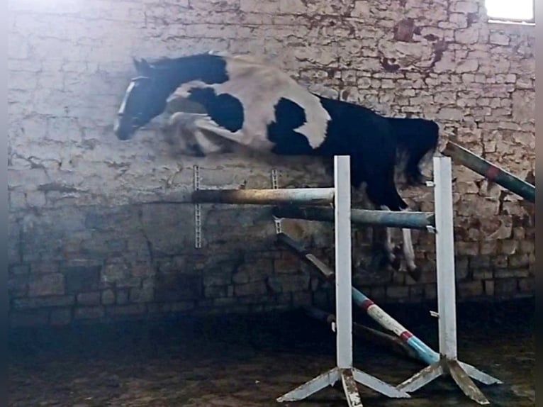 Zangersheider Stallion Tobiano-all-colors in Schaafheim