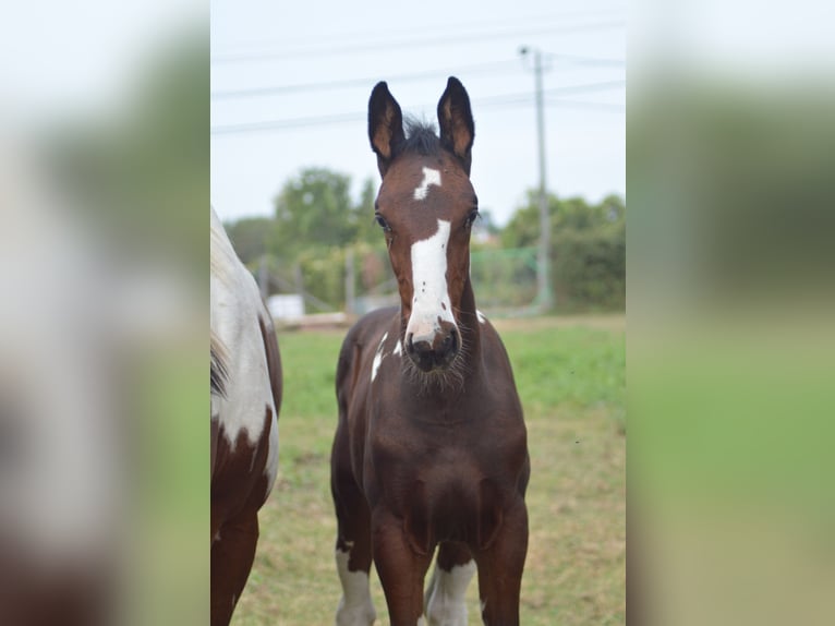 Zangersheider Stallion Tobiano-all-colors in Lagoa