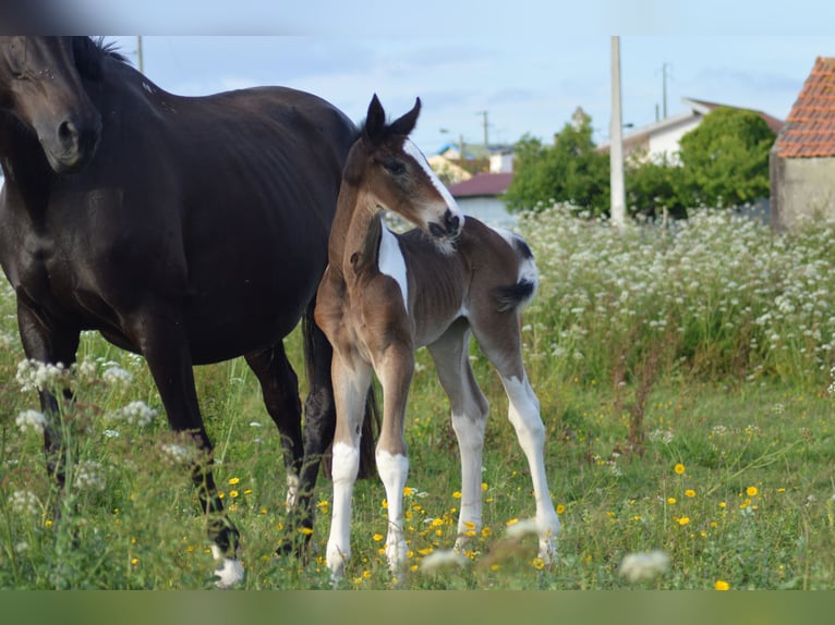 Zangersheider Stallion Tobiano-all-colors in Lagoa