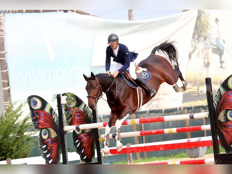 Zangersheider Stallion Tobiano-all-colors in Lagoa