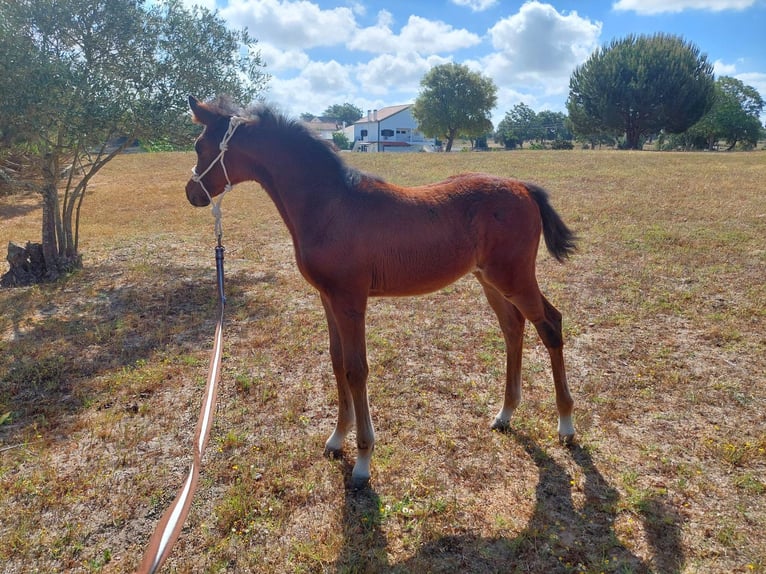 Zangersheider Stallion Tobiano-all-colors in Lagoa