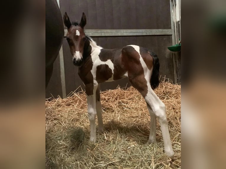 Zangersheider Stallion Tobiano-all-colors in Lagoa