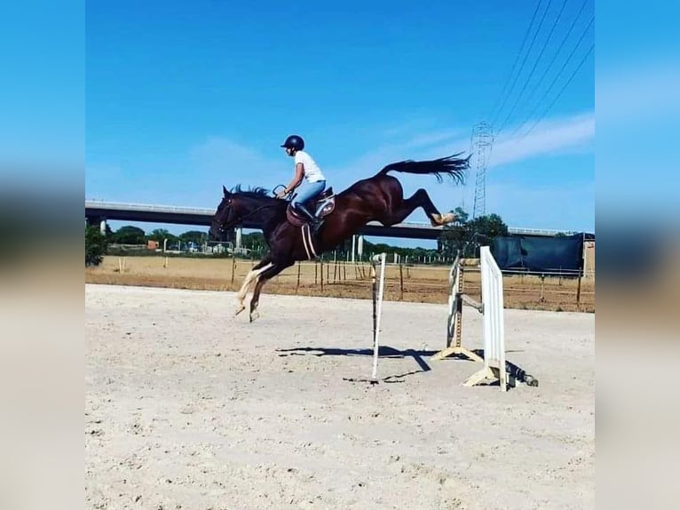 Zangersheider Stallion Tobiano-all-colors in Lagoa