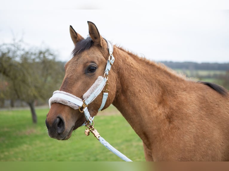 Zangersheider Sto 3 år 158 cm Black in Kalbach