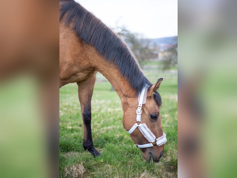 Zangersheider Sto 3 år 158 cm Black in Kalbach