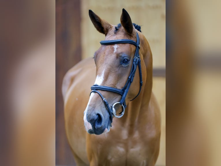 Zangersheider Sto 3 år 166 cm Brun in Kinrooi