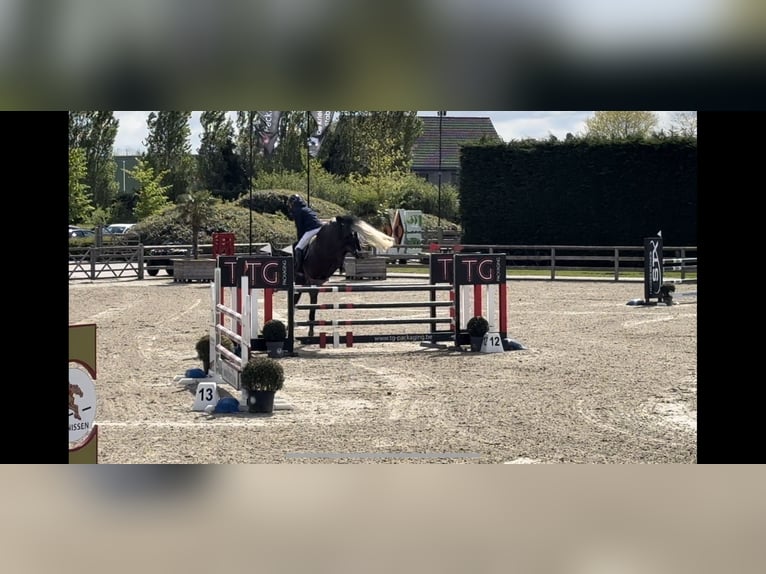 Zangersheider Sto 6 år 180 cm Grå in Edingen