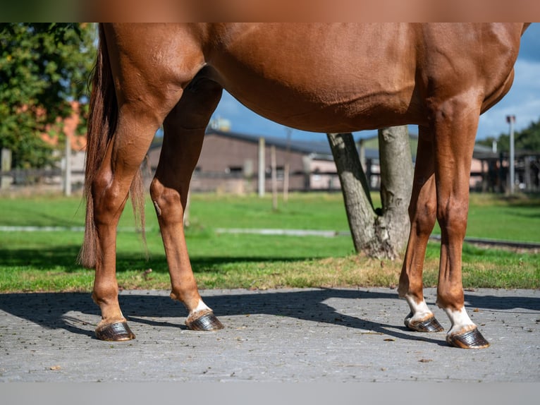 Zangersheider Sto 8 år 167 cm fux in GROTE-BROGEL