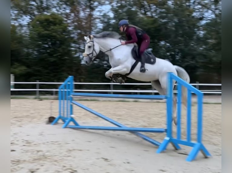 Zangersheider Sto 9 år 175 cm Grå in HerdeckE