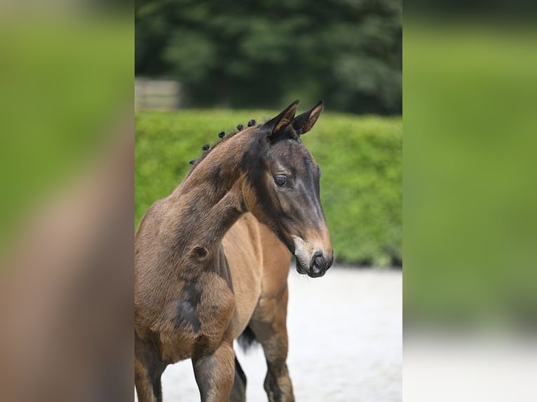 Zangersheider Sto Föl (04/2024) Brun in Ieper