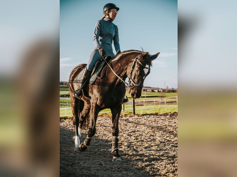 Zangersheider Stute 10 Jahre 163 cm Rappe in Henggart