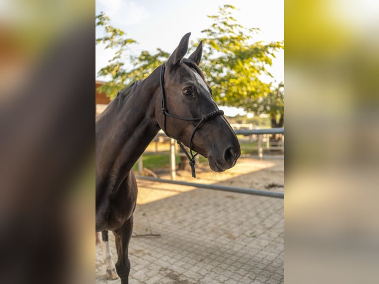Zangersheider Stute 10 Jahre 163 cm Rappe in Henggart