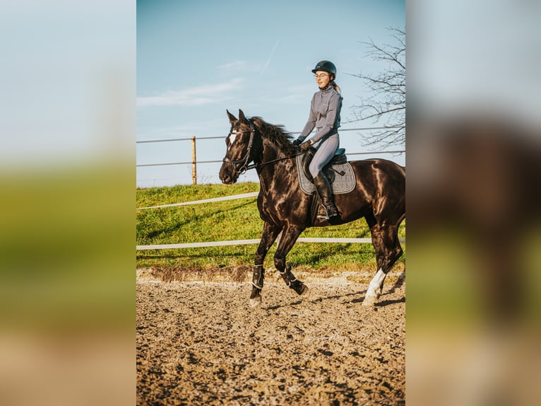 Zangersheider Stute 10 Jahre 163 cm Rappe in Henggart