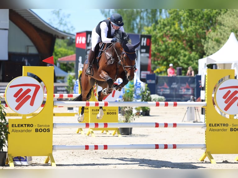 Zangersheider Stute 10 Jahre 165 cm Brauner in Winnenden