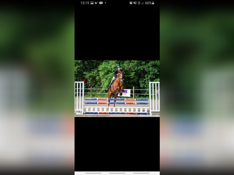 Zangersheider Stute 10 Jahre 166 cm Fuchs in Perl