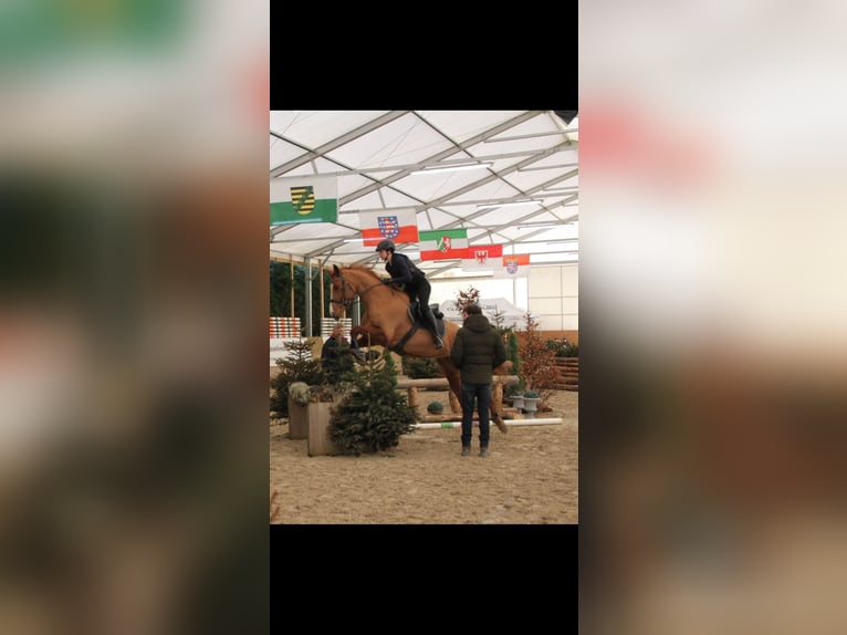 Zangersheider Stute 10 Jahre 166 cm Fuchs in Perl