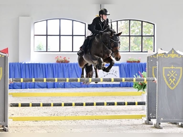 Zangersheider Stute 10 Jahre 167 cm Brauner in Batorowo