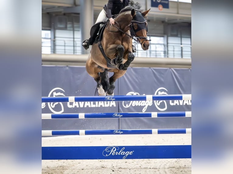 Zangersheider Stute 10 Jahre 167 cm Brauner in Batorowo