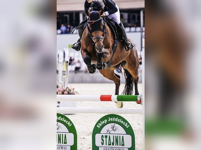 Zangersheider Stute 10 Jahre 167 cm Brauner in Batorowo