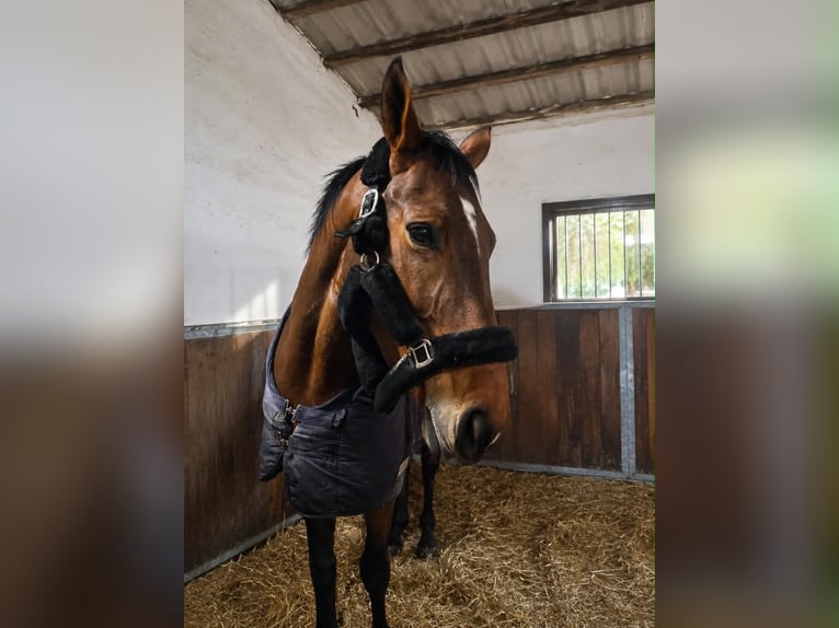 Zangersheider Stute 10 Jahre 167 cm Rotbrauner in Wągrowiec