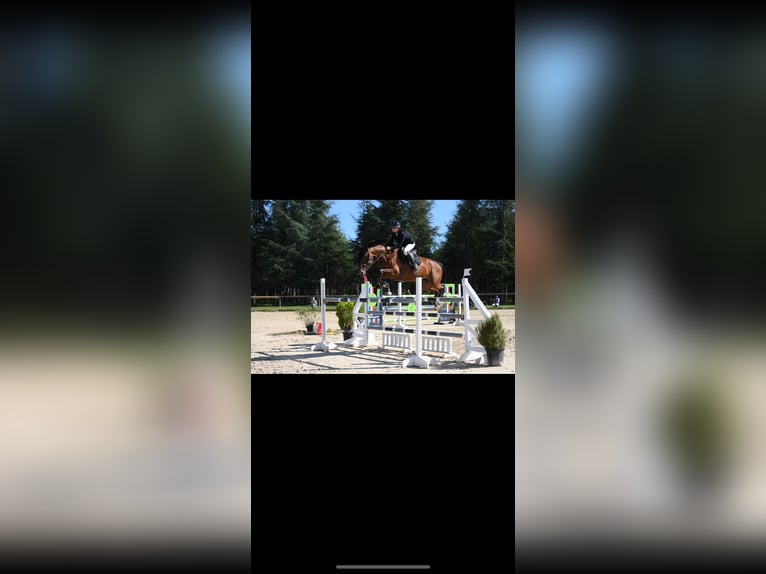 Zangersheider Stute 10 Jahre 168 cm Brauner in Entraigues-sur-la-Sorgue