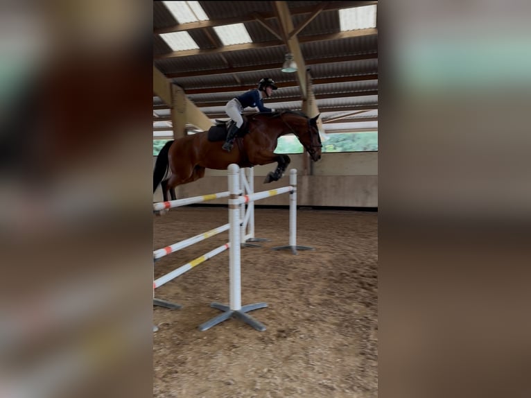 Zangersheider Stute 10 Jahre 168 cm Brauner in Entraigues-sur-la-Sorgue