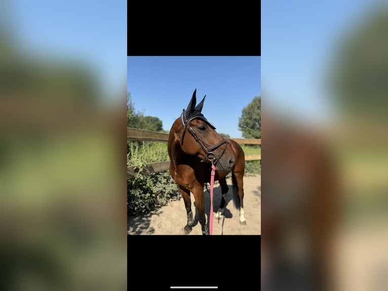 Zangersheider Stute 10 Jahre 168 cm Brauner in Entraigues-sur-la-Sorgue