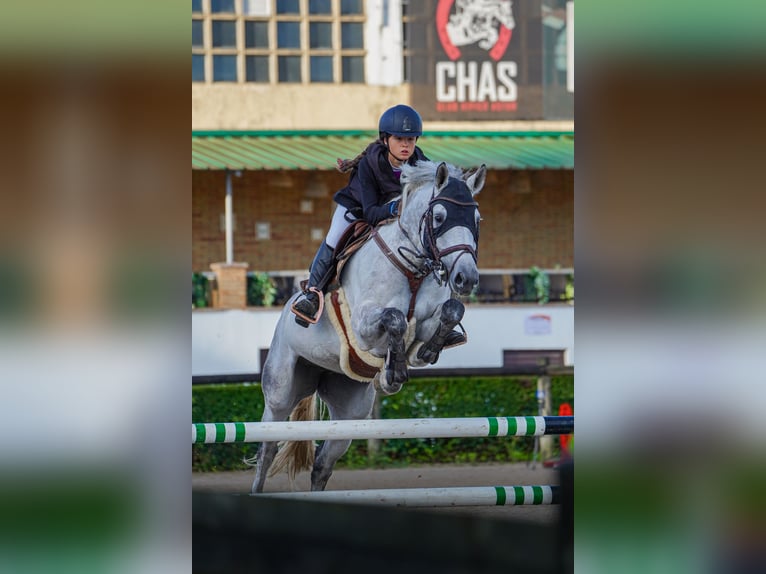 Zangersheider Stute 10 Jahre 168 cm Schimmel in Mareo De Arriba