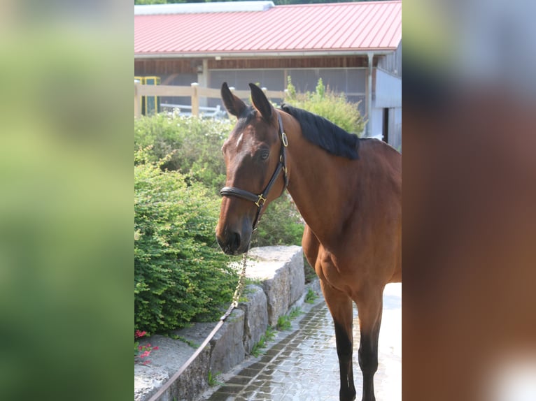 Zangersheider Stute 10 Jahre 169 cm Hellbrauner in Erharting