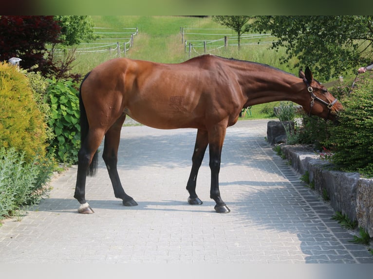 Zangersheider Stute 10 Jahre 169 cm Hellbrauner in Erharting