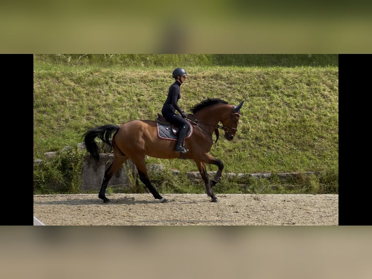 Zangersheider Stute 10 Jahre 169 cm Hellbrauner in Erharting
