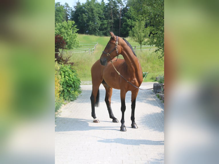 Zangersheider Stute 10 Jahre 169 cm Hellbrauner in Erharting