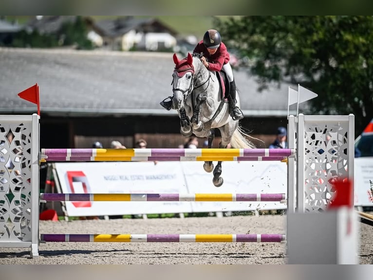 Zangersheider Stute 10 Jahre 171 cm Schimmel in Dietfurt