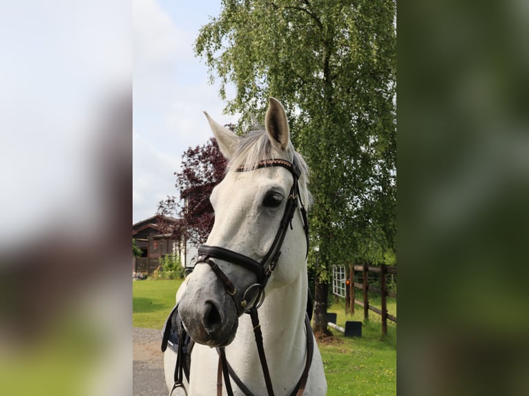 Zangersheider Stute 10 Jahre 172 cm Apfelschimmel in Ennepetal