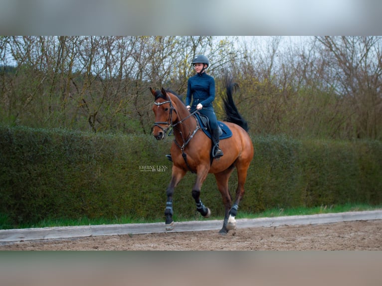 Zangersheider Stute 10 Jahre 172 cm Brauner in Regensburg