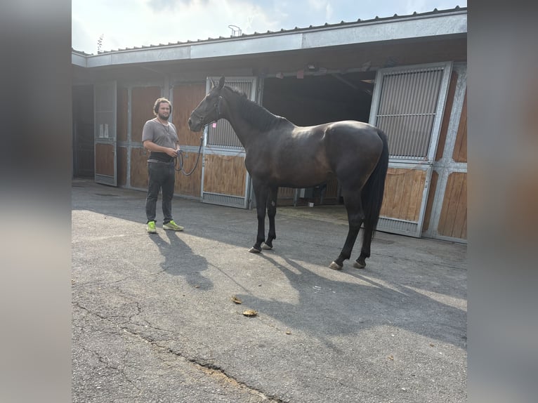Zangersheider Stute 10 Jahre 172 cm Falbe in vert en drouais