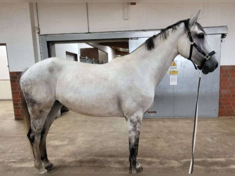 Zangersheider Stute 10 Jahre 180 cm Schimmel in Großensee