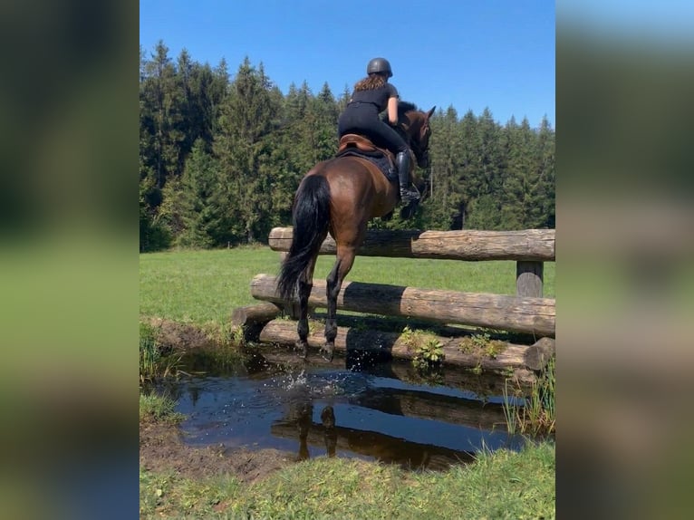 Zangersheider Stute 11 Jahre 160 cm  in Holzkirchen
