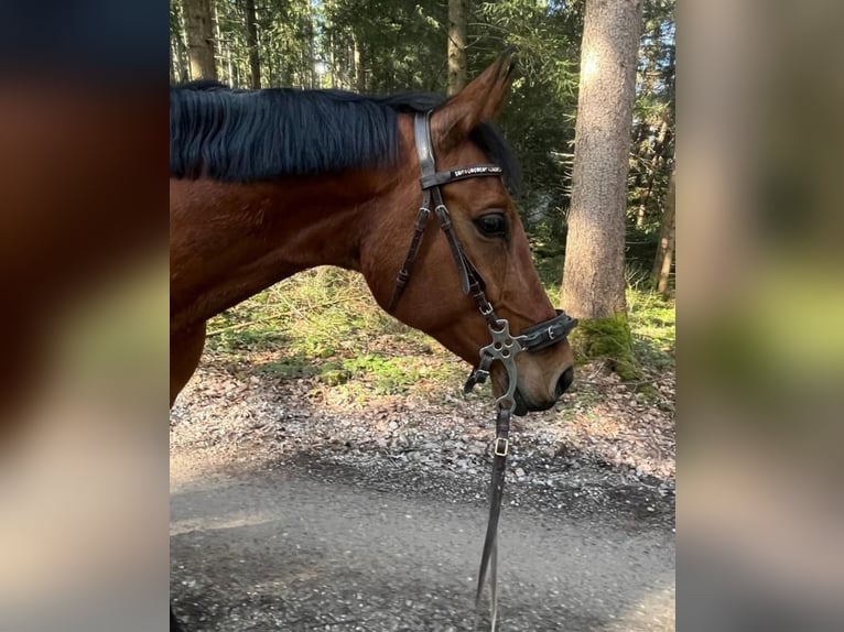 Zangersheider Stute 11 Jahre 161 cm  in Sauerlach