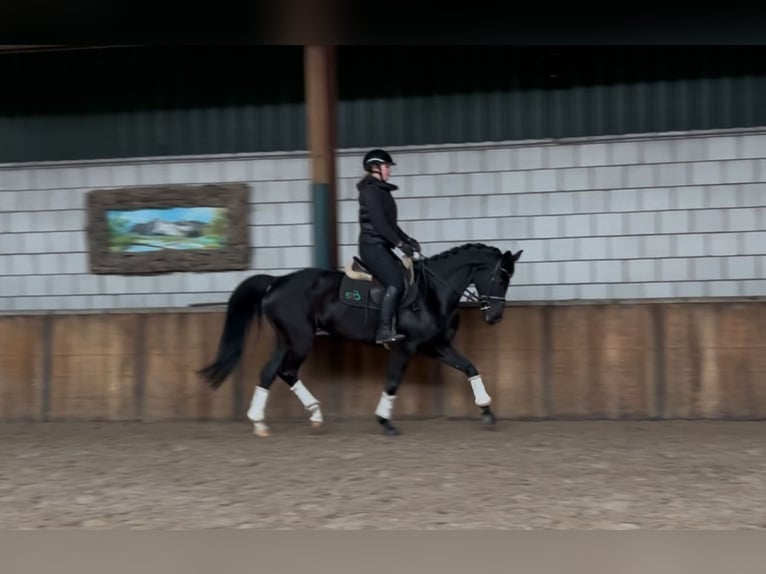 Zangersheider Stute 11 Jahre 161 cm Rappe in Oud Gastel