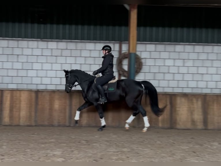 Zangersheider Stute 11 Jahre 161 cm Rappe in Oud Gastel