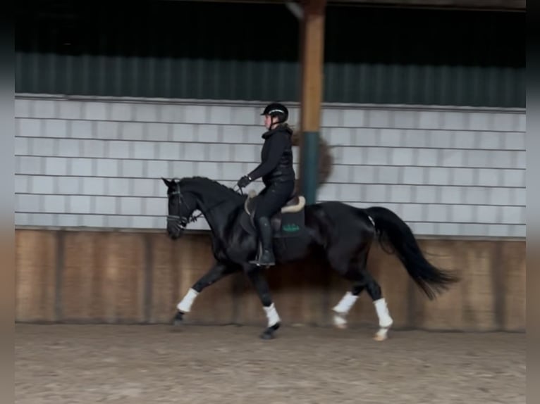 Zangersheider Stute 11 Jahre 161 cm Rappe in Oud Gastel