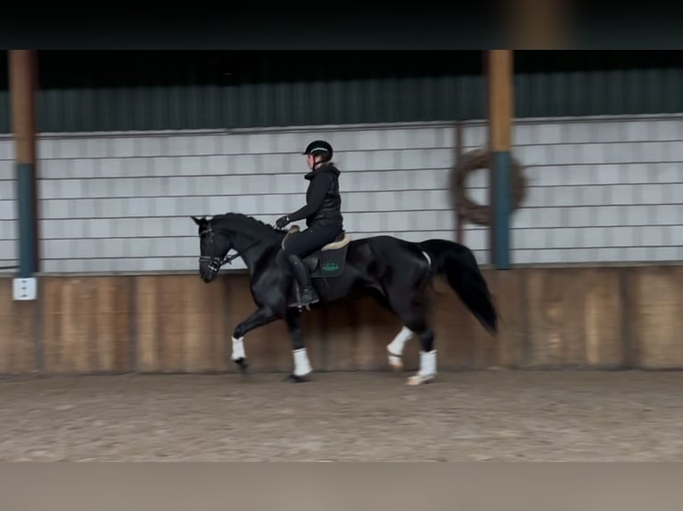 Zangersheider Stute 11 Jahre 161 cm Rappe in Oud Gastel